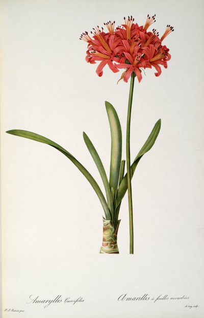 Amaryllis Curvifolia, 1809, de 